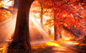 Autumn Forest